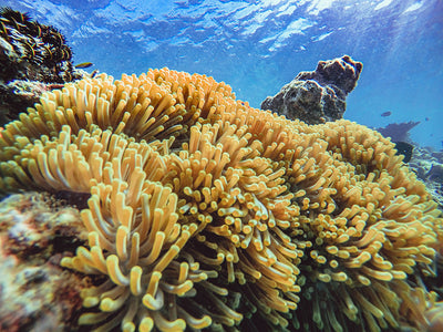Colorful world of coral reefs
